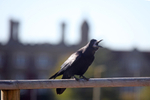 Rook sat on garden fence in Somerset_0088