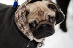 December Snow 3