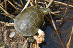 European Pond Terrapin