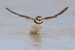Wilson's Plover flaps after bathing, Fort De Soto Park, Florida