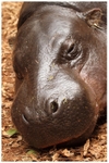 Pygmy Hippopotamus