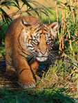 Toba the Sumatran Tiger cub stalking at the Big Cat Sanctuary