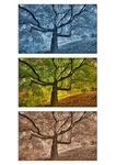 Three TreesTriptych 1