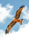 Red Kite Milvus milvus-9264