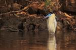 Capped Heron, front view, Pantanal, Brazil