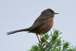 Dartford Warbler perched on a gorse bush on Coombe Heath at Arne