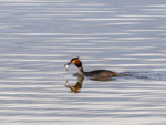 Great Crested Grebe