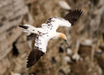 Gannet
