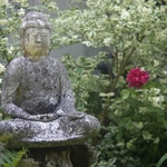 Tranquil Garden