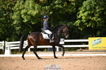 All Dressage portfolio