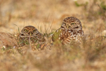 Cape Coral Burrowing Owls, Florida