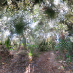 Palm walk (Nokomis, Florida)