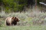 Teton Matriarch