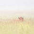 PEEK-A-MOO - BRUCE PENINSULA
