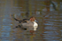 Pintail
