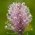 Hoary plantain (Plantago media) 