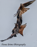 Red Kites  November-36