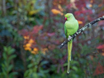 Ring Necked Parakeet - Psittacula krameri