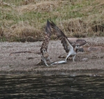 Ospreys fighting over fish