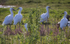 Spoonbill family