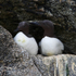 Common Murres (Guillemots) in breeding plumage perched on a ledge