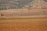 Common Cranes