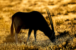 Oryx  (at first light)