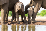 Elephant Baby 22
