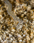 Phyllodoce mucosa