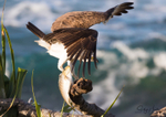 Osprey with Luderick 21