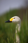Bewick's Swan _ AN 0039
