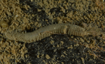 Pherusa plumosa
