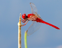 Dragonflies _0006