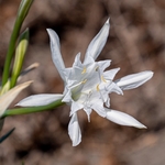 Sea Daffodil or Sea Lily (Pancratium maritimum).