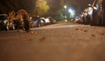 Urban fox, Bristol, Wildlife Photography_0025