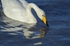 Whooper Swan
