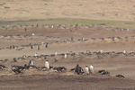 Gentoo Penguin colonies, The Neck, Saunders Island, Falklands