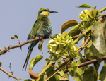 Swallow-tailed Bee-eater.