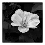 B&W - IN THE COUNTRY portfolio