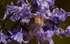 02 Janet Hill_Peeping through the flowers
