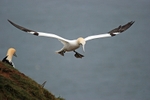 Gannet