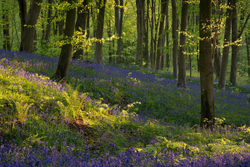 May evening Bluebell woods