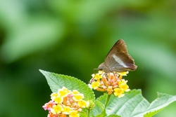 Orange Tailed Awl