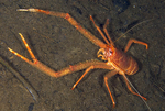 Munida rugosa
