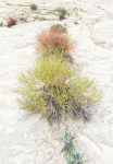DESERT GARDEN - UTAH