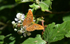 Silver Washed Fritillary