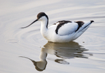 Avocet