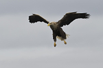 White-tailed Eagle