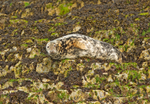 Grey Seal - Halichoerus grypus