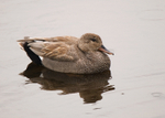 Gadwall